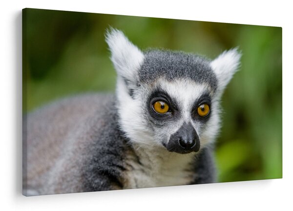 Slika lemura (90x60 cm)