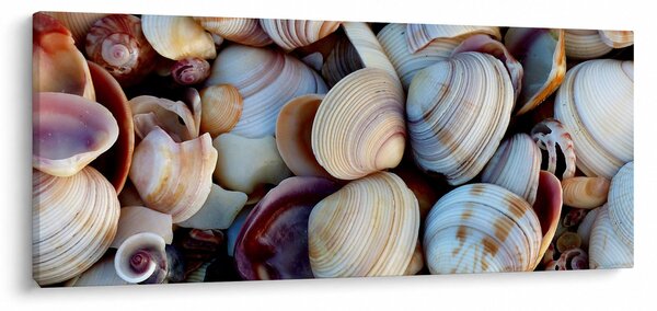 Slika školjki (120x50 cm)