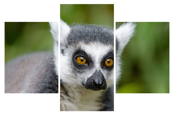 Slika lemura (90x60 cm)