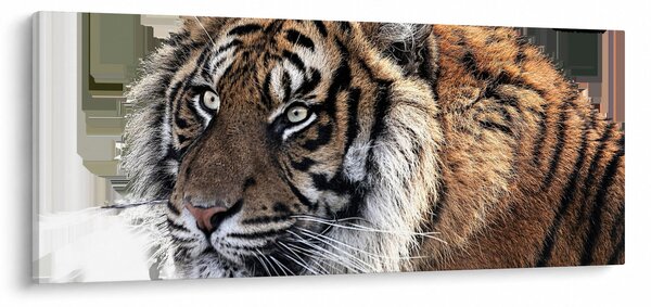 Slika tigra (120x50 cm)