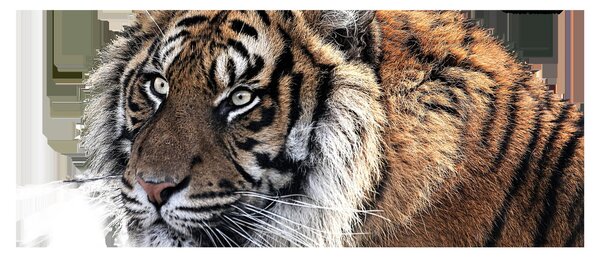 Slika tigra (120x50 cm)