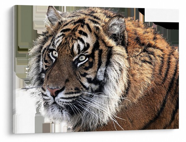 Slika tigra (70x50 cm)