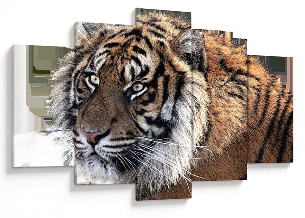 Slika tigra (150x105 cm)