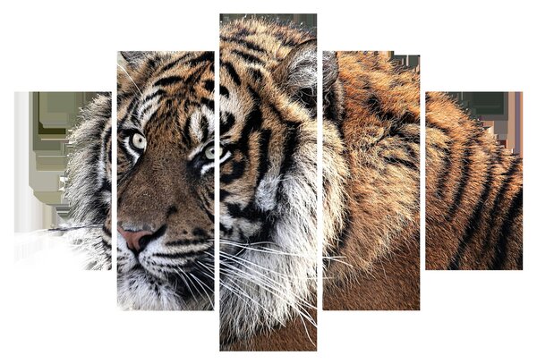 Slika tigra (150x105 cm)