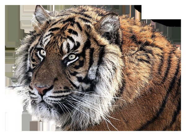 Slika tigra (70x50 cm)