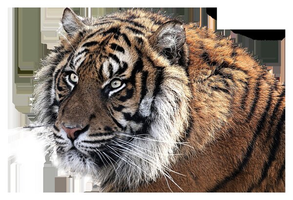 Slika tigra (90x60 cm)