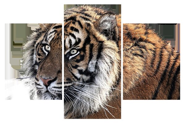 Slika tigra (90x60 cm)