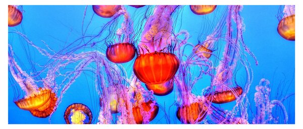 Slika meduza u moru (120x50 cm)