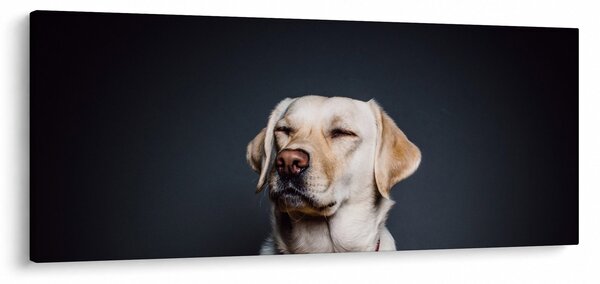 Slika labradora (120x50 cm)