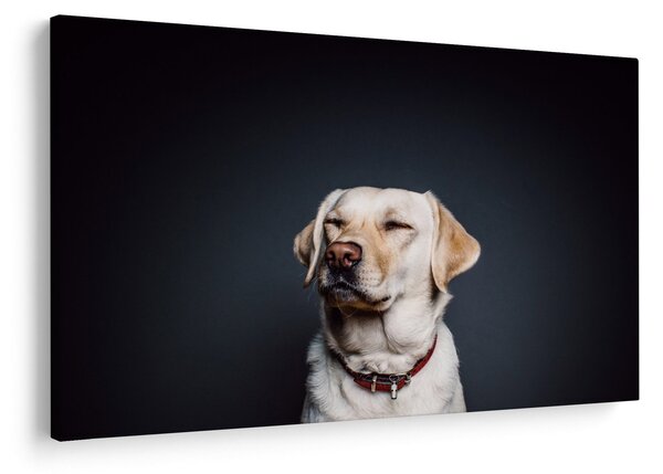 Slika labradora (90x60 cm)