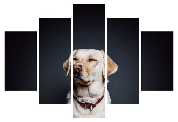 Slika labradora (150x105 cm)