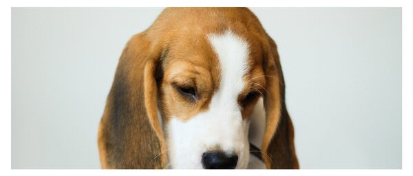 Slika Bigla (120x50 cm)