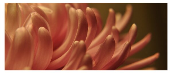 Slika detalja cvijeta (120x50 cm)