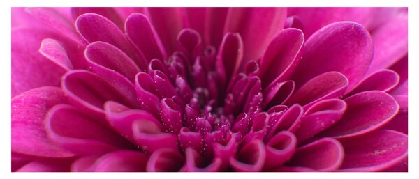 Slika cvijeta (120x50 cm)