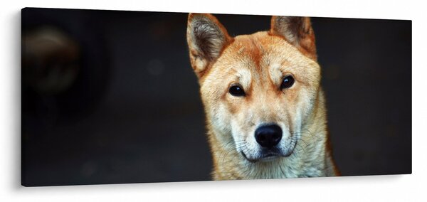 Slika psa (120x50 cm)