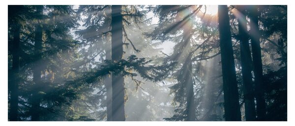 Slika drveća sa sunčevim zracima (120x50 cm)