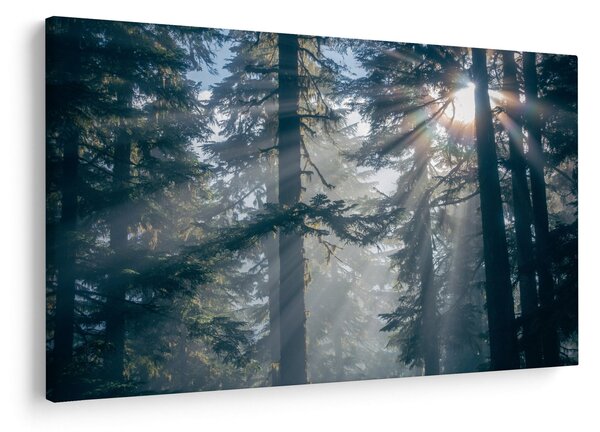 Slika drveća sa sunčevim zracima (90x60 cm)