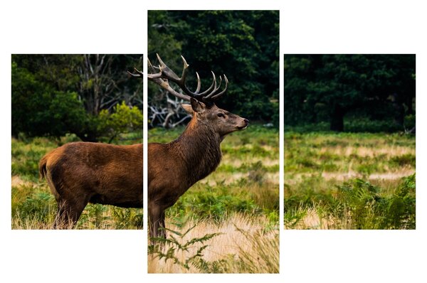 Slika jelena (90x60 cm)