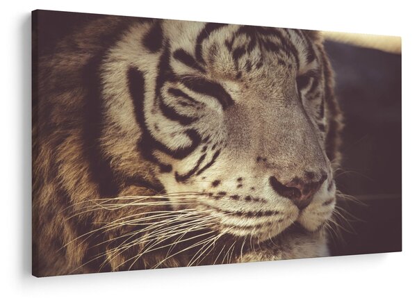 Slika tigra (90x60 cm)