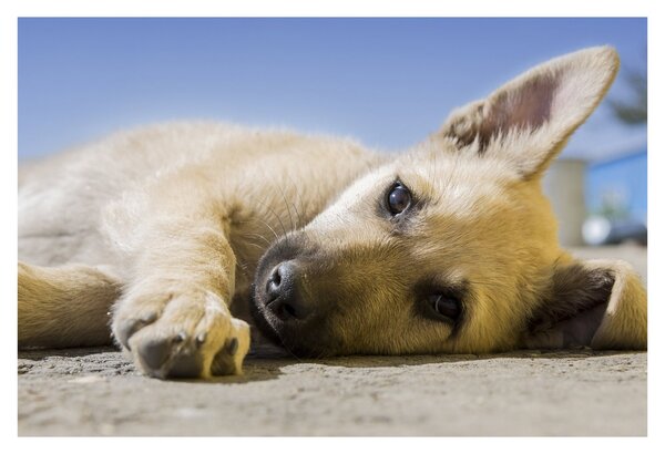 Slika ležećeg psića (90x60 cm)