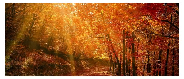 Slika jesenske šume (120x50 cm)