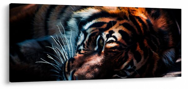 Slika ležećeg tigra (120x50 cm)