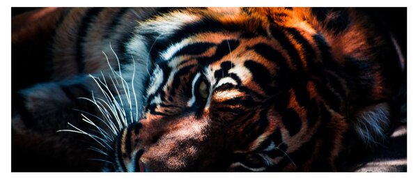 Slika ležećeg tigra (120x50 cm)