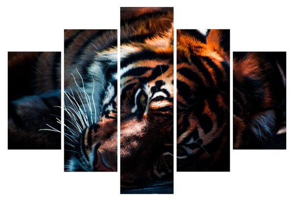 Slika ležećeg tigra (150x105 cm)