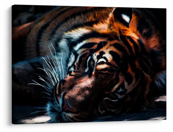 Slika ležećeg tigra (70x50 cm)