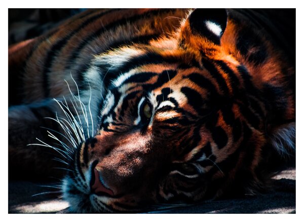 Slika ležećeg tigra (70x50 cm)