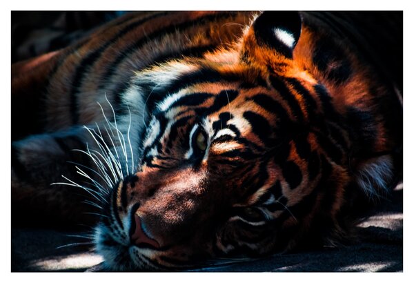 Slika ležećeg tigra (90x60 cm)