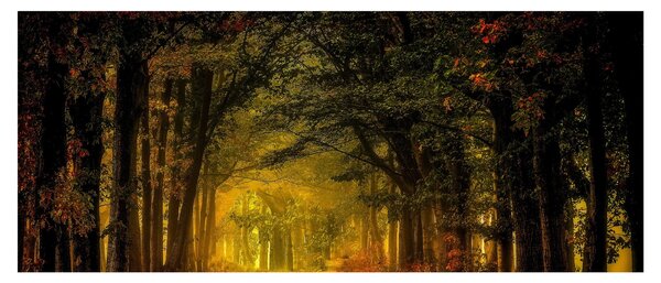 Slika šume (120x50 cm)
