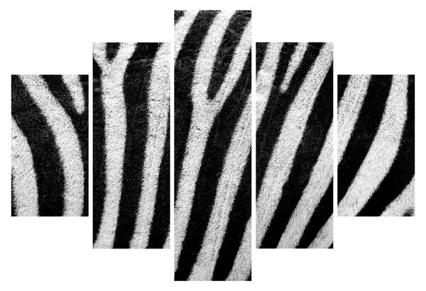 Slika kože zebre (150x105 cm)