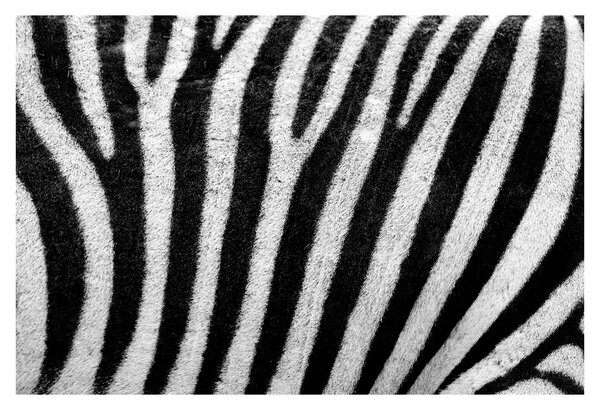 Slika kože zebre (90x60 cm)