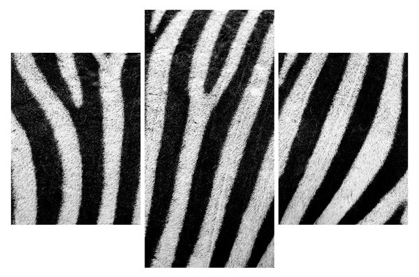 Slika kože zebre (90x60 cm)