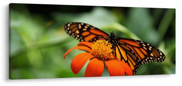 Slika leptira na cvijetu (120x50 cm)