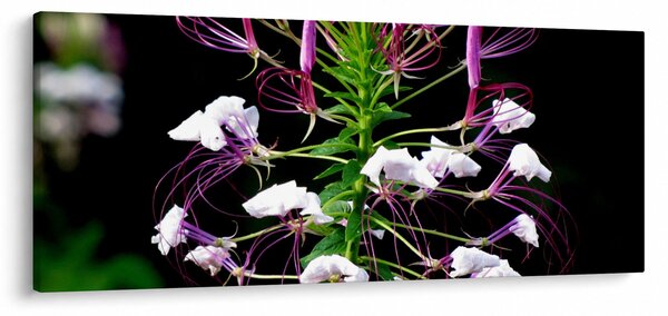 Slika cvijeta (120x50 cm)
