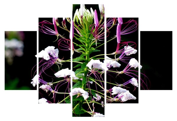 Slika cvijeta (150x105 cm)