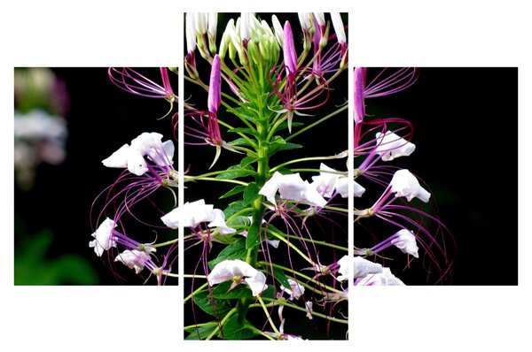 Slika cvijeta (90x60 cm)