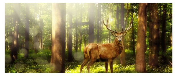 Slika jelena u šumi (120x50 cm)