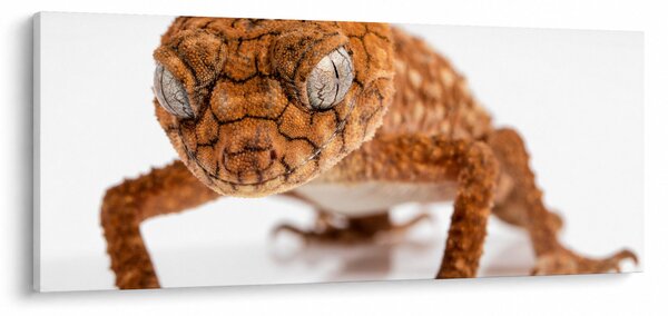 Slika gušterice (120x50 cm)