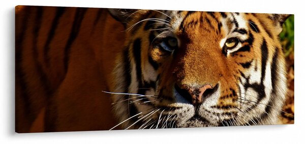 Slika tigra (120x50 cm)
