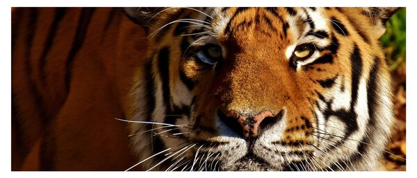 Slika tigra (120x50 cm)
