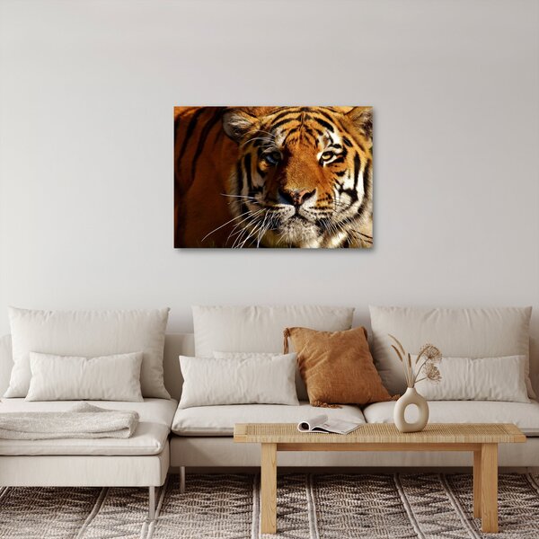 Slika tigra (70x50 cm)