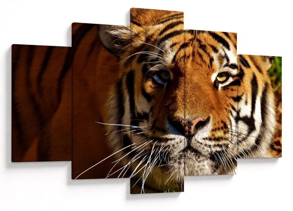 Slika tigra (150x105 cm)