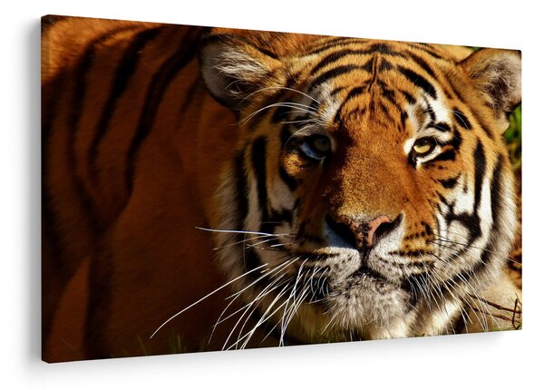 Slika tigra (90x60 cm)