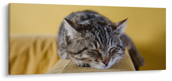 Slika mačke na kauču (120x50 cm)