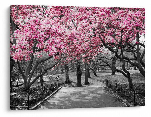 Slika drveća magnolije (70x50 cm)