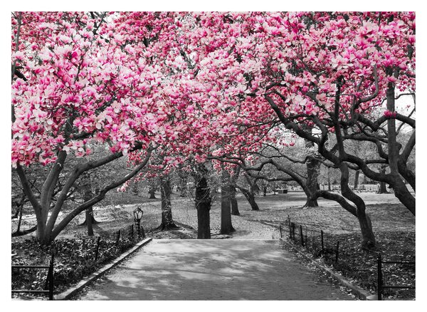 Slika drveća magnolije (70x50 cm)