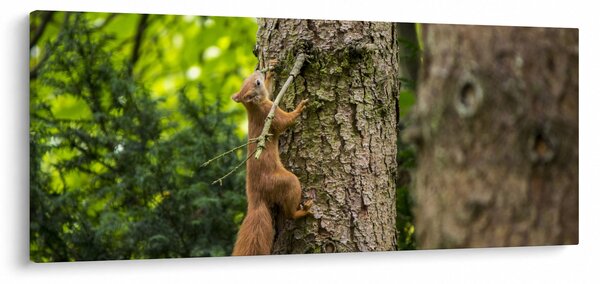 Slika - Vjeverica (120x50 cm)